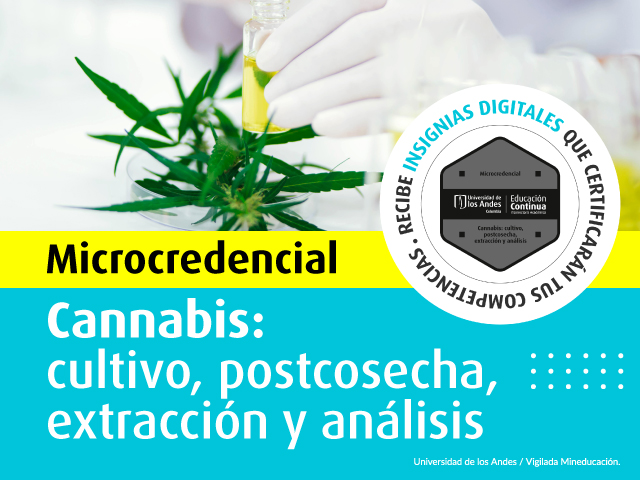 Cannabis: cultivo, postcosecha, extracción y análisis