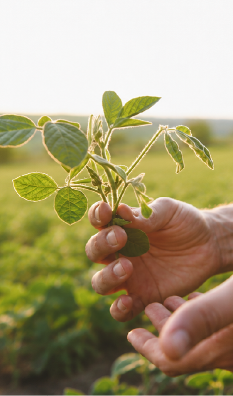 Bioinsumos en Agricultura: Criterio Técnico y Uso Responsable